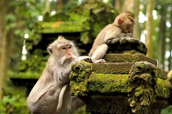 Sacred Monkey Forest Sanctuary